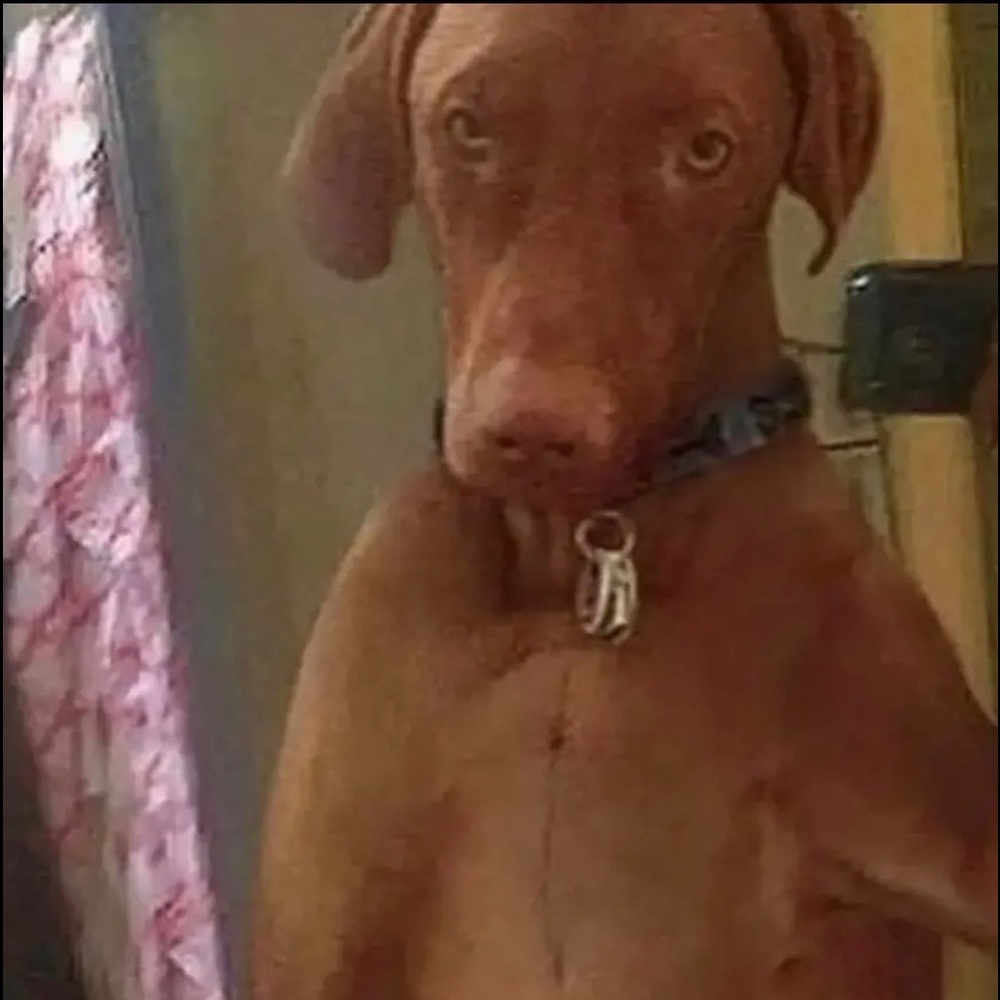 Meet your Posher, Avi